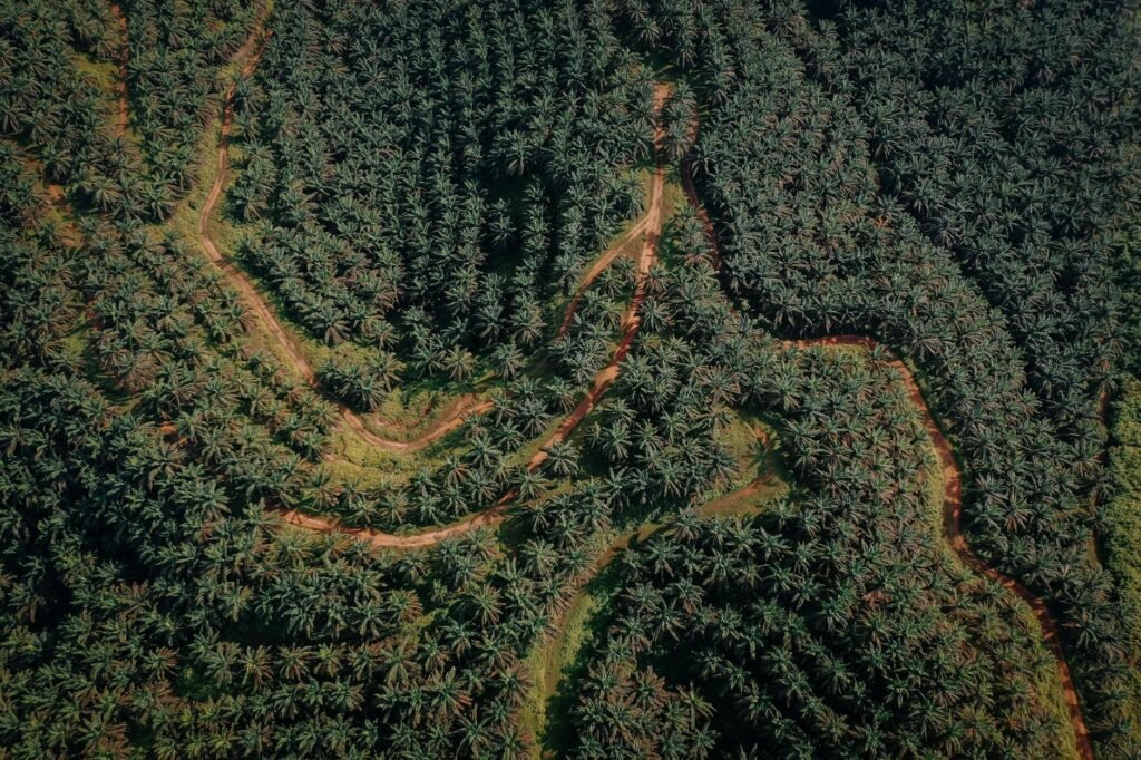 aerial view of green coconut trees