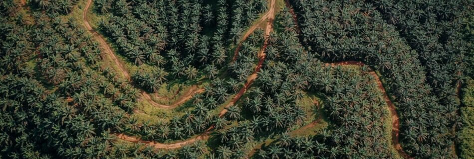 aerial view of green coconut trees