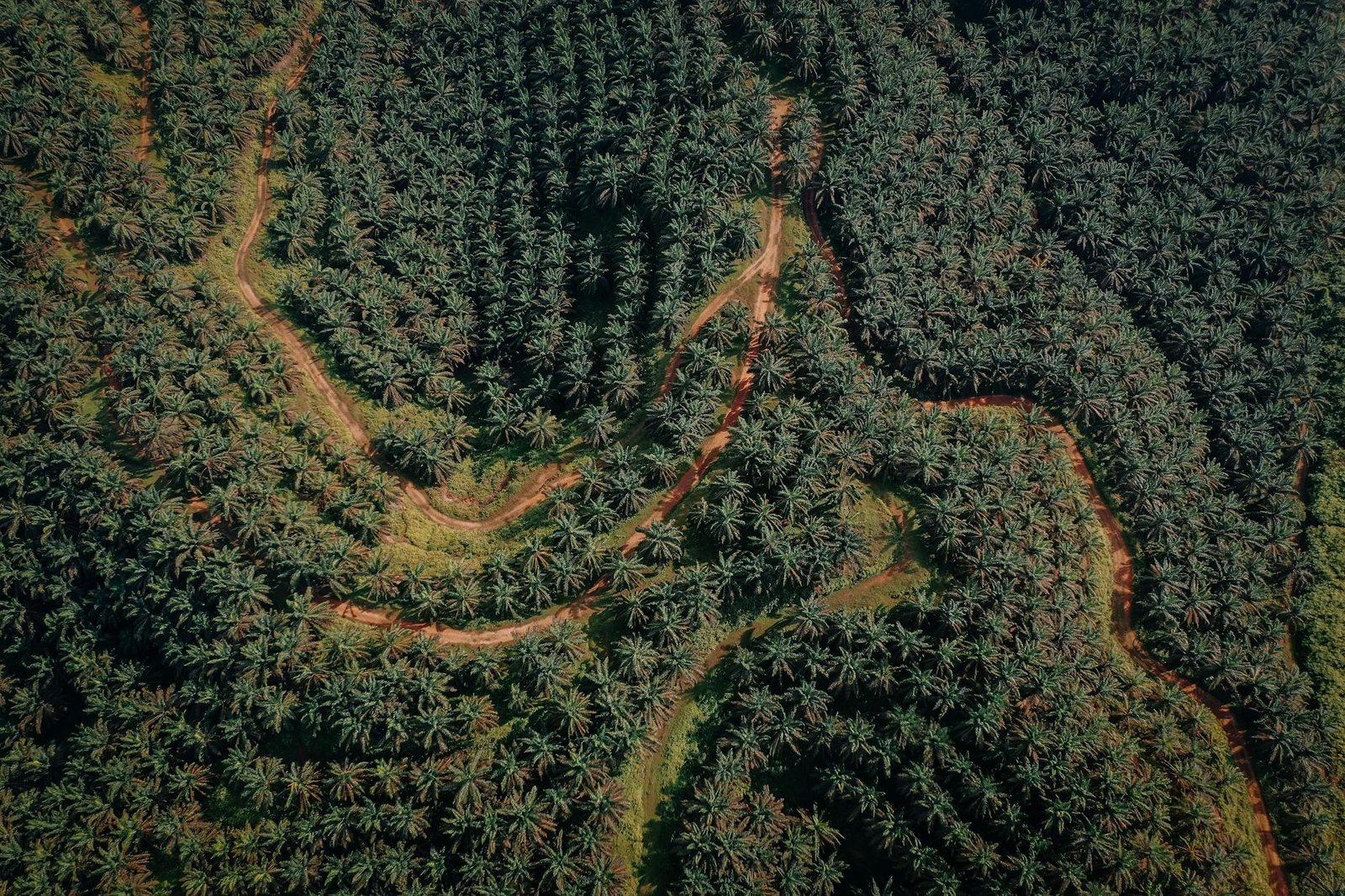 aerial view of green coconut trees